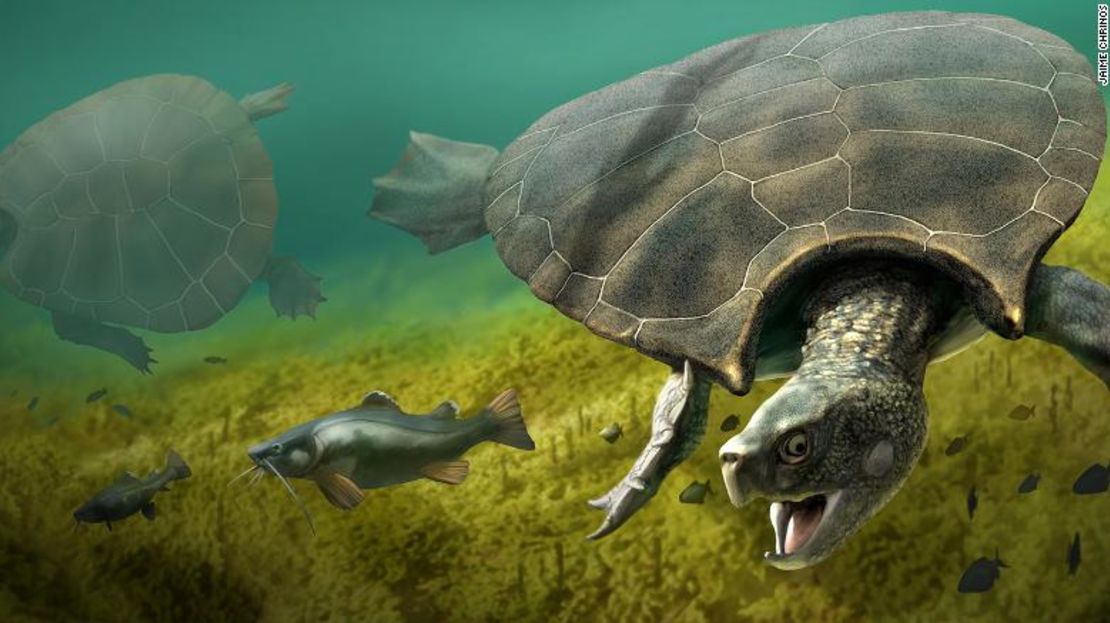 Ilustración artística de la tortuga gigante Stupendemys geographicus.