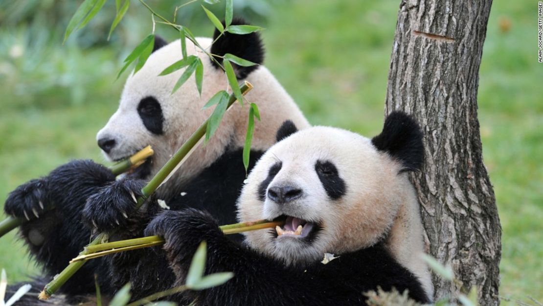 Los esfuerzos para aumentar el número de pandas gigantes en las últimas décadas han tenido éxito.