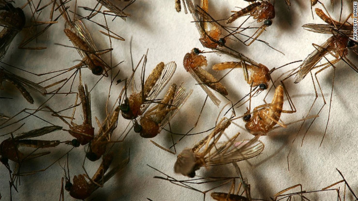 CNNE e9024301 - 120731035632-mosquito-story-top