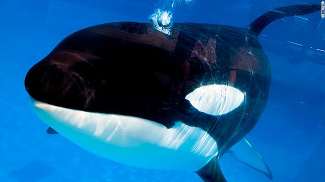 CNNE ebcd7881 - 190129154149-sea-world-orca-death-exlarge-169