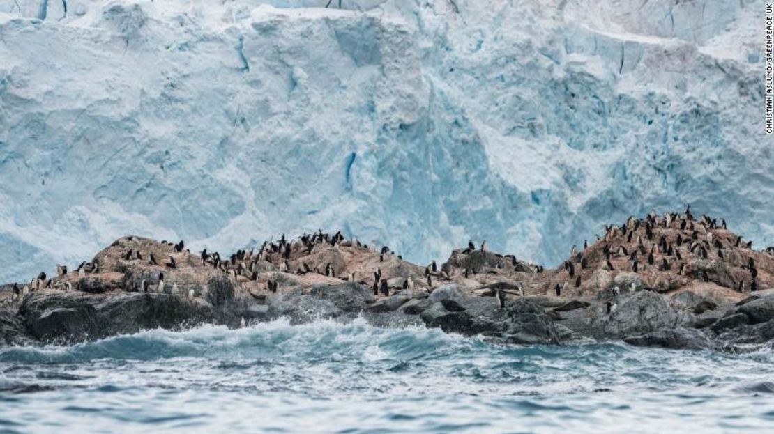 Colonia de pingüinos barbijos frente a un glaciar en la Antártida.