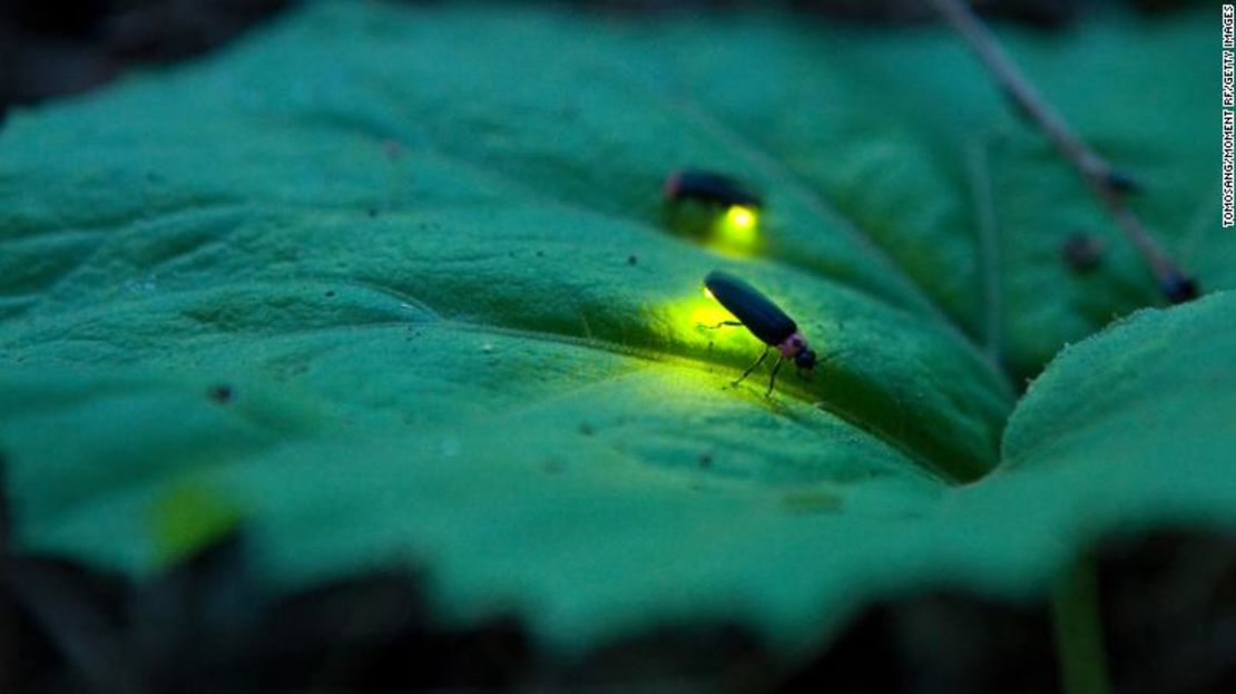 Una luciérnaga en Komono, prefectura de Fukuoka, Japón.