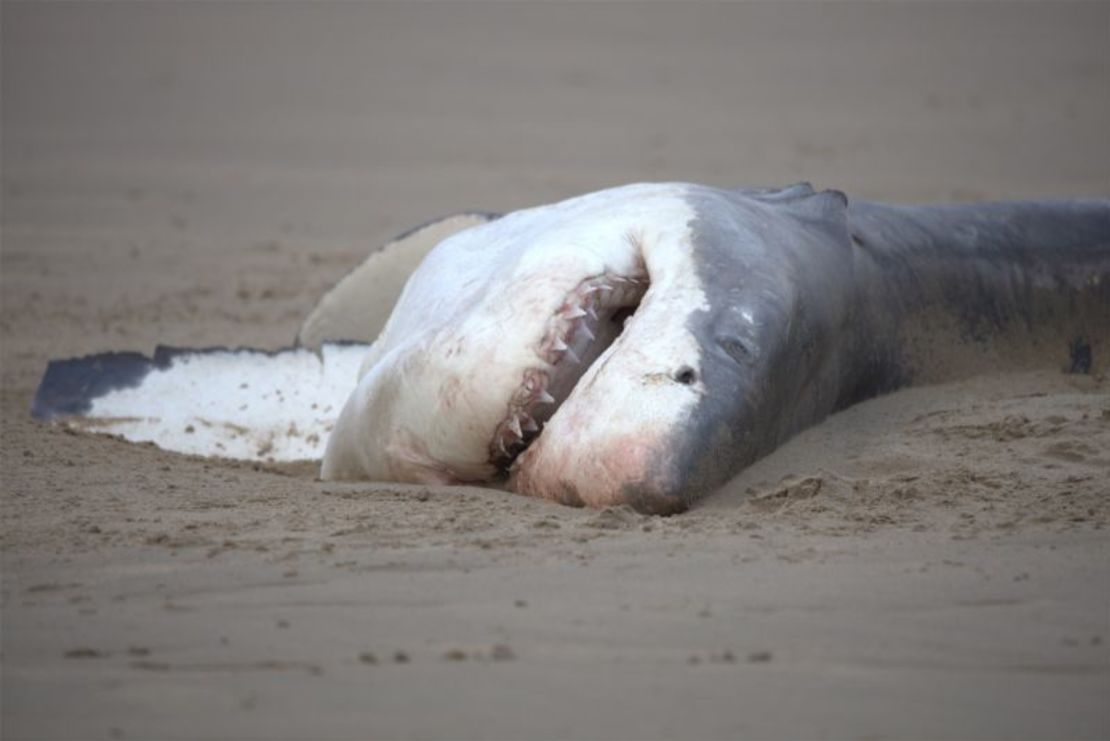 Un segundo cadáver de tiburón blanco llega a la costa en junio cerca de Hartenbos, Sudáfrica. Christiaan Stopforth/Drone Fanatics SA