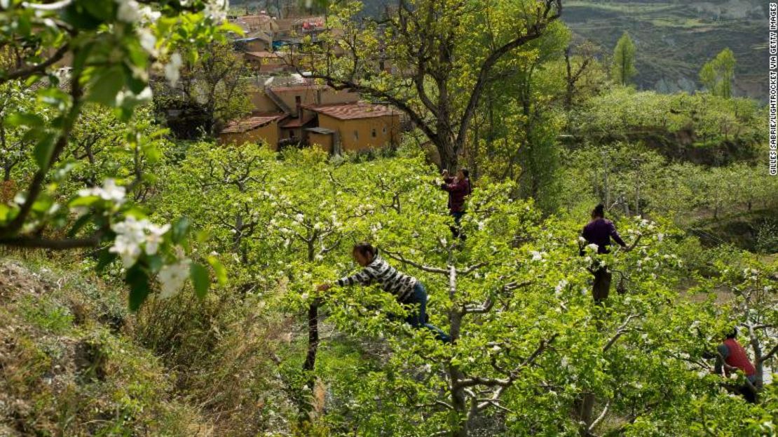 En Sichuan, China, los agricultores polinizan manualmente los árboles de manzana. El uso de pesticidas fuertes significa que los agricultores deben hacer el trabajo de las abejas, aunque la polinización manual también aumenta la productividad y permite la polinización cruzada.