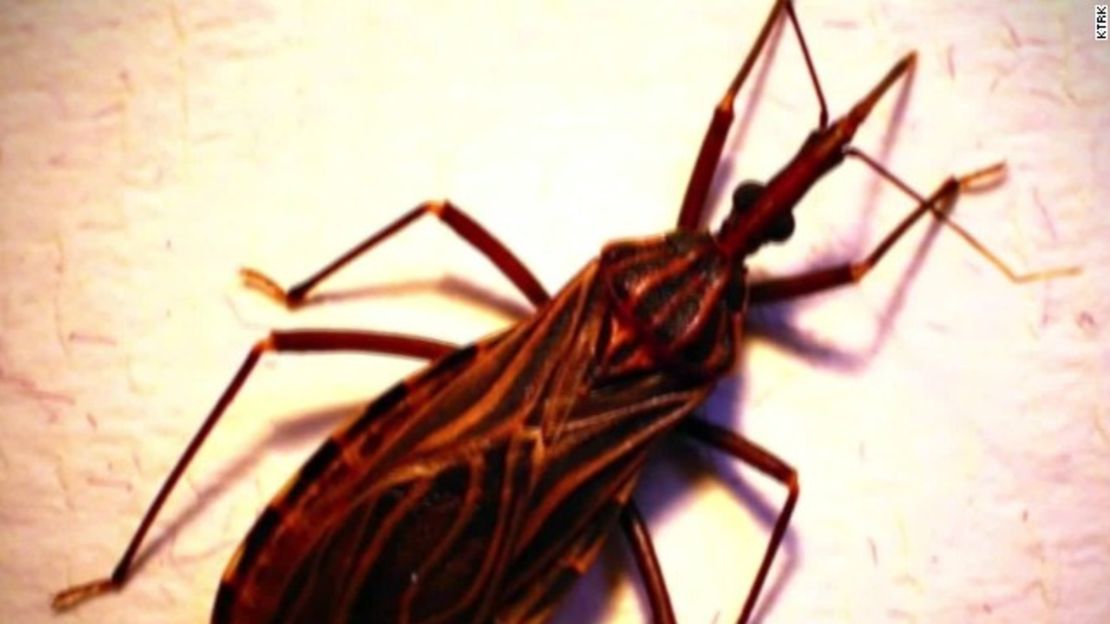 CNNE fc5b35da - 151124084911-kissing-bug-chagas-united-states-pkg-00013319-story-top