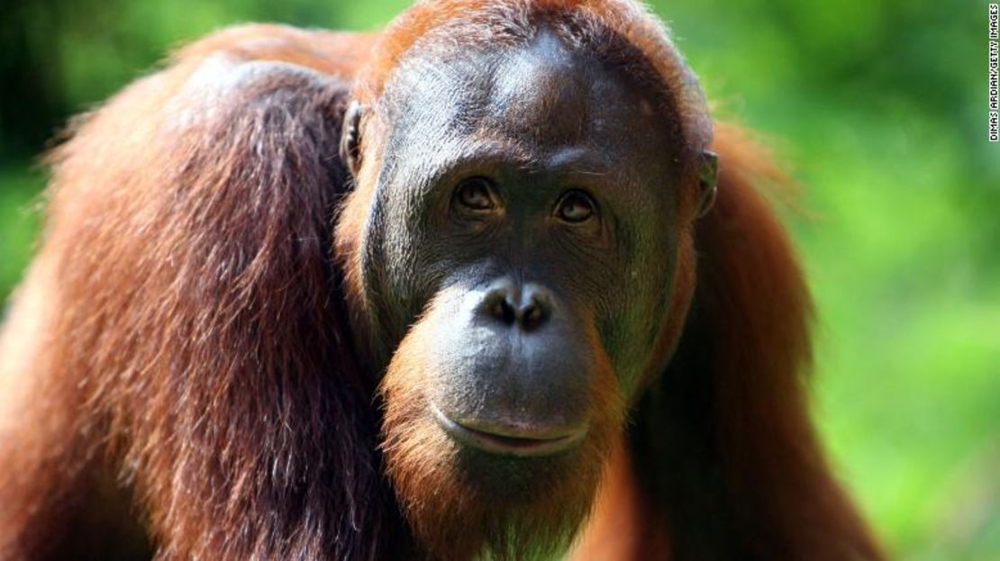 Los orangutanes están siendo exterminados a medida que su hábitat continúa despareciendo.