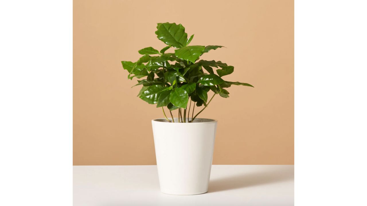 coffee plant.jpg