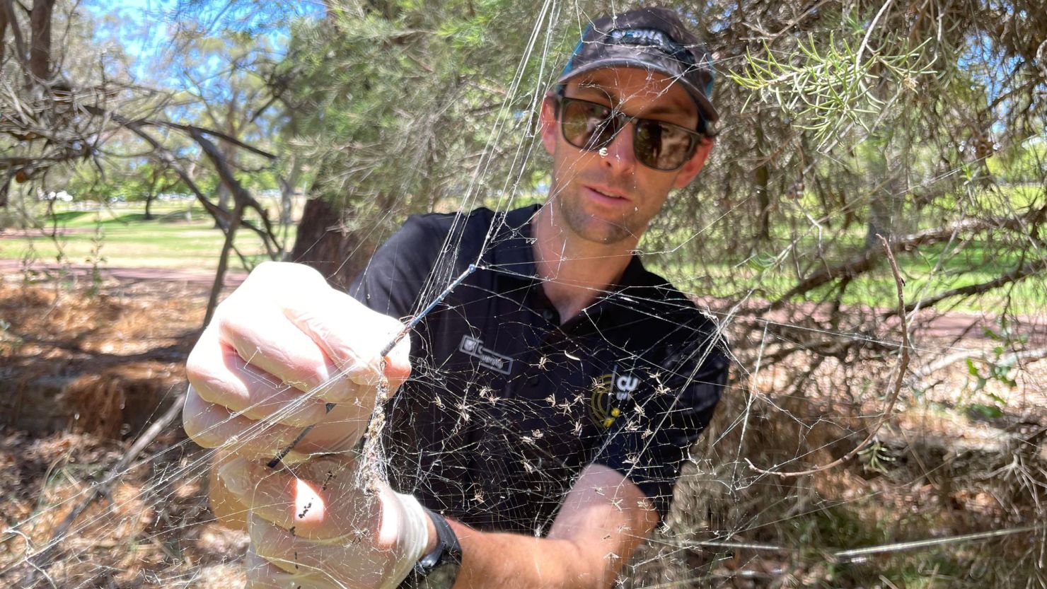 Joshua Newton, a doctoral student at Curtin University’s School of Molecular and Life Sciences near Perth, collecting a golden orb spiderweb.