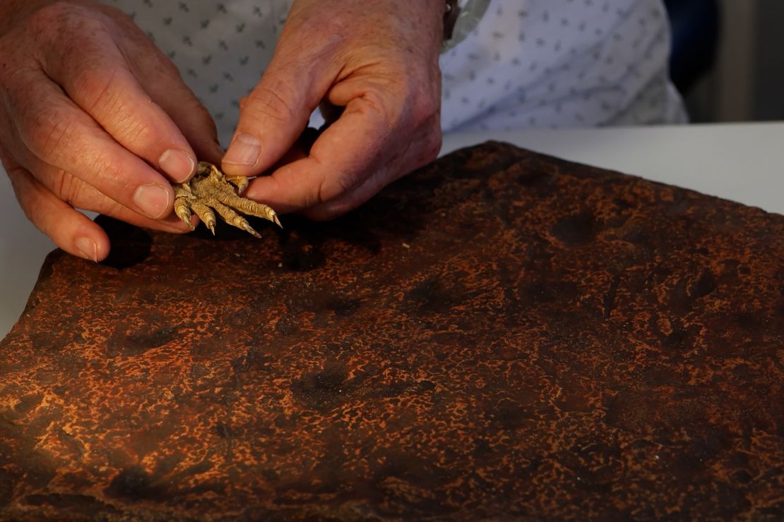 The research team compared the tracks with numerous animals, including a modern iguana foot.