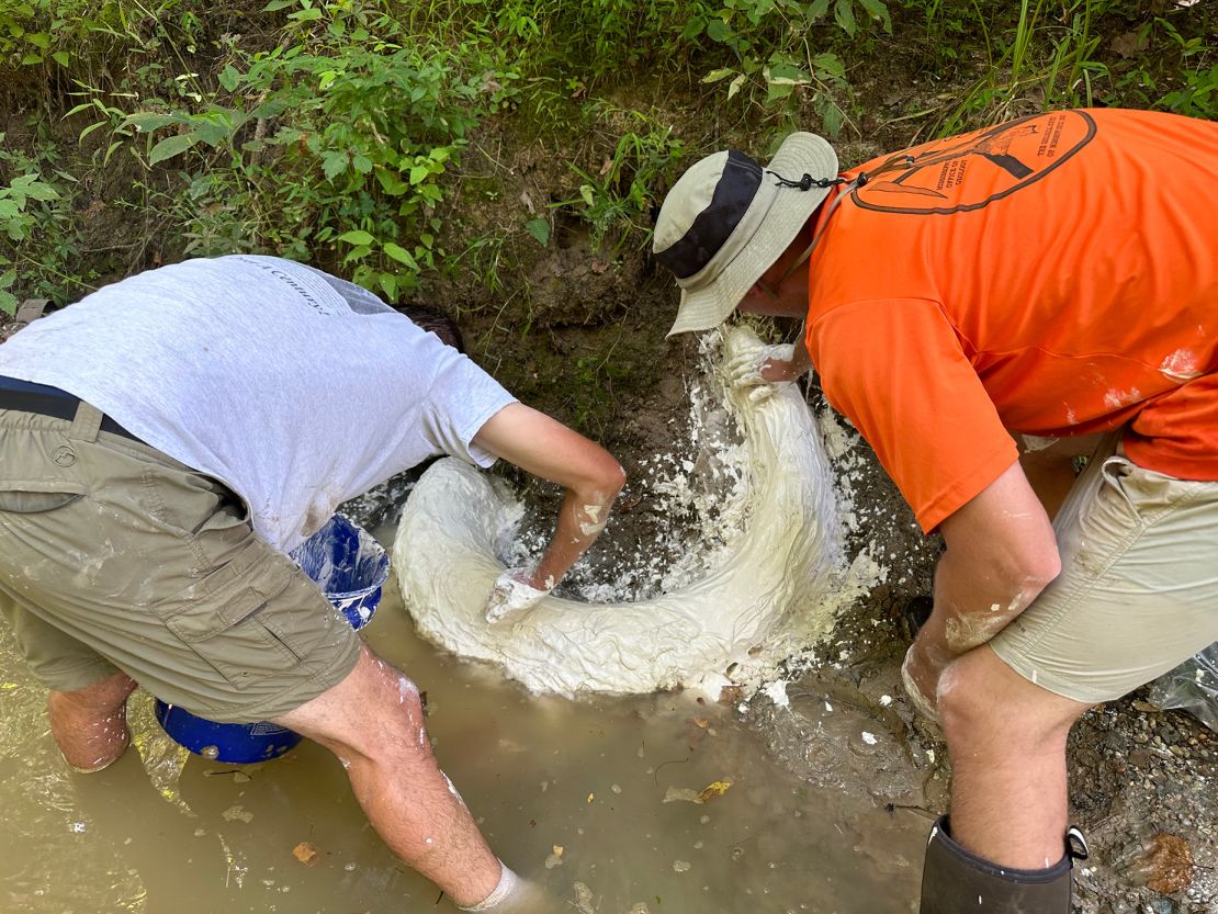 Field scientists covered the fossil with plaster in an attempt to keep the tusk from drying out and crumbling.