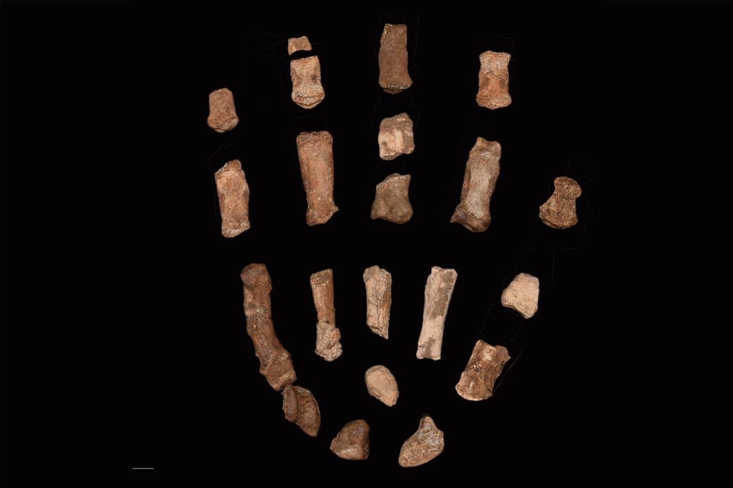 The long thumb and straight fingers would have allowed Paranthropus boisei to form a powerful grip, similar to how modern humans might grasp a hammer. Other features, such as the broad shape of the finger bones, closely resemble those of a gorilla.