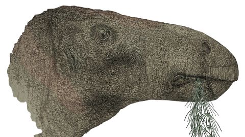 An artist's impression of the newly identified dinosaur species Comptonatus chasei, which was found on the Isle of Wight, off the coast off southern England.