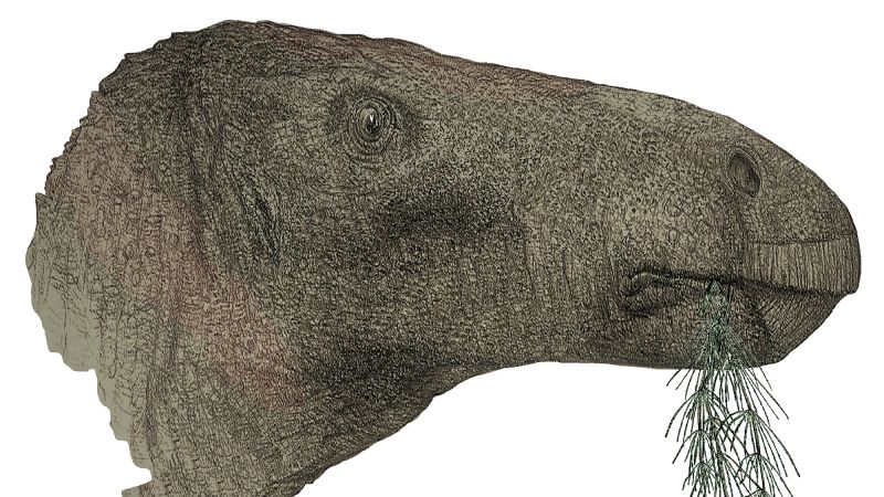 Complete dinosaur fossil discovered in UK a century ago reveals new species