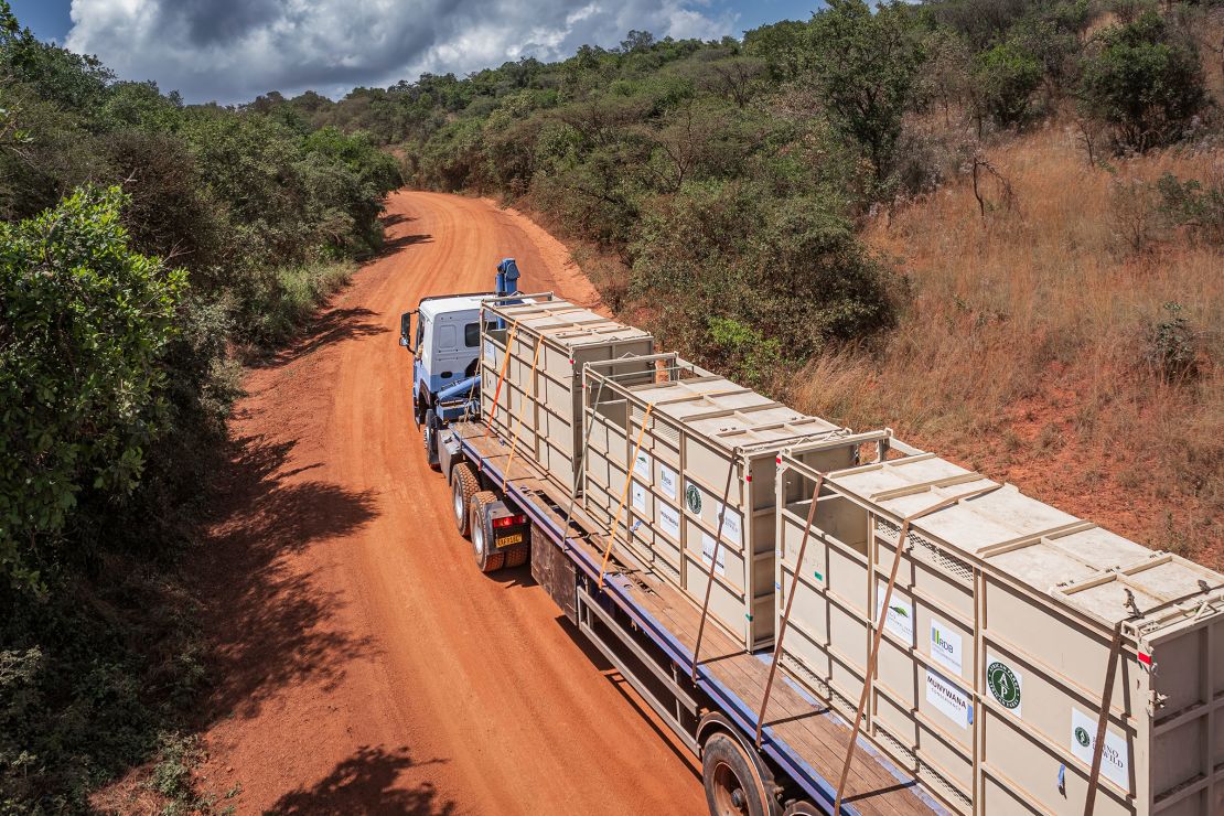 A convoy carrying crated rhinos makes its way to Akagera National Park after landing in Rwanda.
