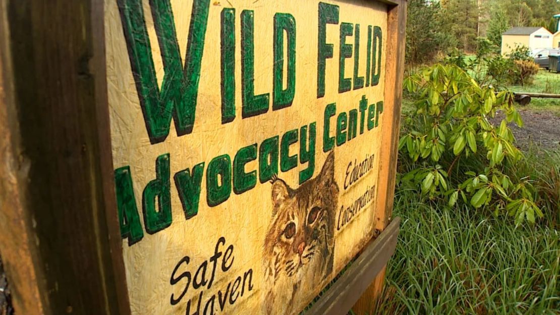 Veinte grandes felinos del Wild Felid Advocacy Center de Washington murieron tras contraer la gripe aviar.