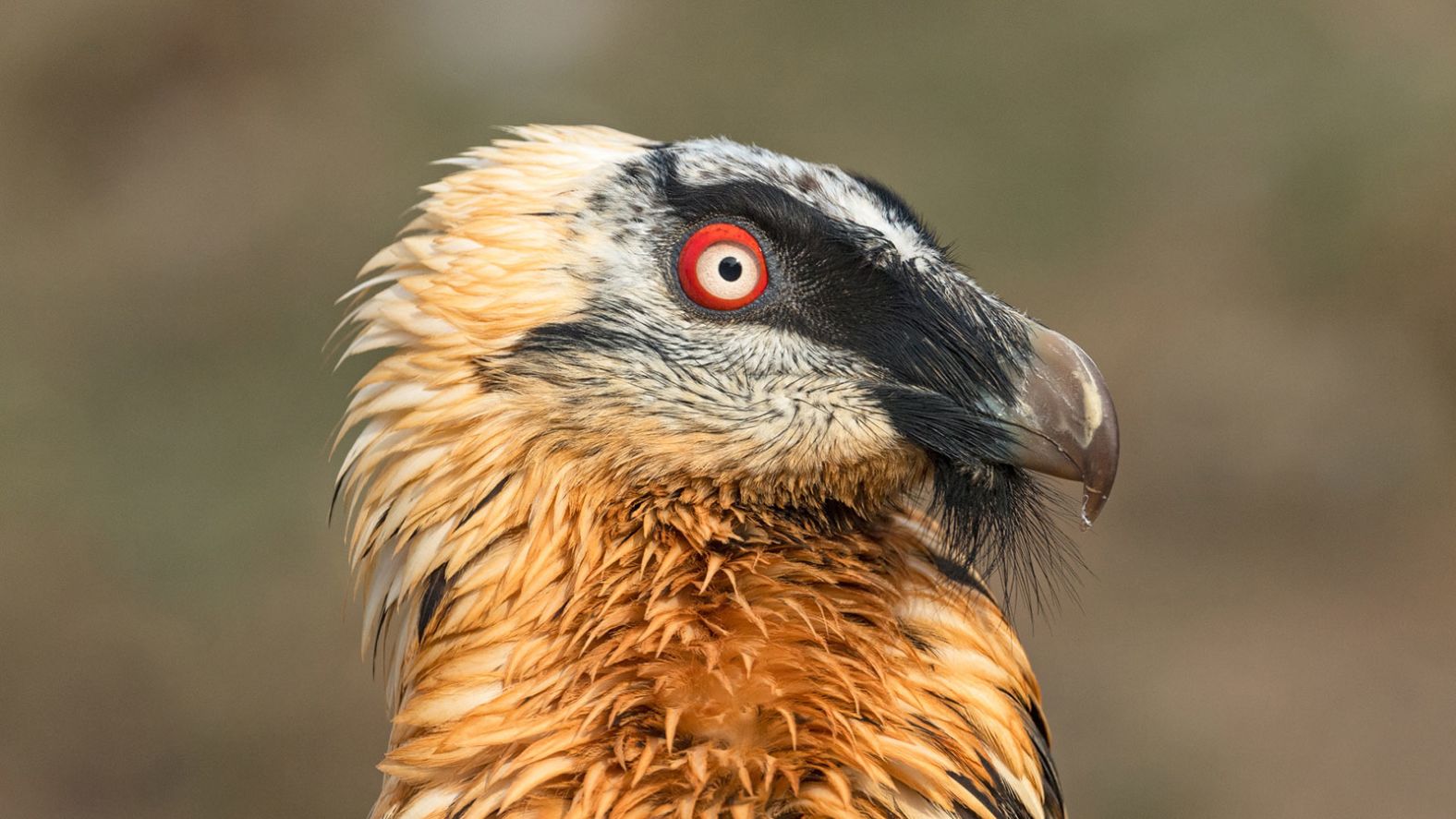 While Alpine farmers no longer blame the vultures for missing sheep, or children, the birds are still threatened. Accidental poisoning through eating animal carcasses containing drugs, pathogens or steroids, collisions with power lines and wind turbines and habitat degradation have reduced the global population — which spans from western Spain to China — by as much as <a href="index.php?page=&url=https%3A%2F%2Fwww.iucnredlist.org%2Fspecies%2F22695174%2F154813652" target="_blank">29%</a> in the last three generations. Exacerbating this problem is their slow breeding rate. A breeding pair will only lay one or two eggs a year, and even if both hatch, the stronger chick will kill its <a href="index.php?page=&url=https%3A%2F%2F4vultures.org%2Fvultures%2Fbearded-vulture%2F" target="_blank">weaker sibling</a>. Here, a bearded vulture in the wild shows off its name-sake feathers.