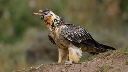 Bearded vultures in the wild.