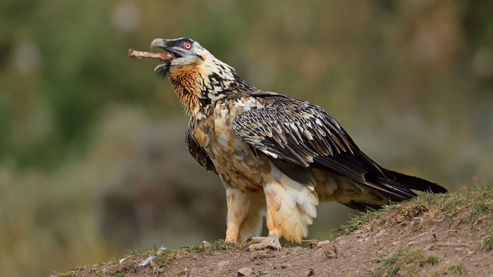Bearded vultures are scavengers, and up to <a href="index.php?page=&url=https%3A%2F%2Fwww.iucnredlist.org%2Fspecies%2F22695174%2F154813652" target="_blank">85%</a> of their diet is bone. Historically, they were called “ossifrage,” derived from the Latin for “bone breaker.” They mostly swallow bones whole, their strong stomach acid breaking them down, but if a bone is too big, they will drop it from height onto a rock to break it and expose the nutrient rich marrow inside.