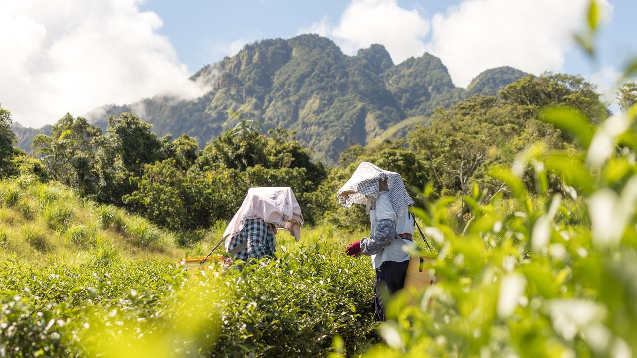 <strong>Honey-fragrance tea: </strong>Taiwan's mixiang tea, or honey-fragrance tea, has a natural sweet flavor and its unique flavor is finally starting to gain international attention.