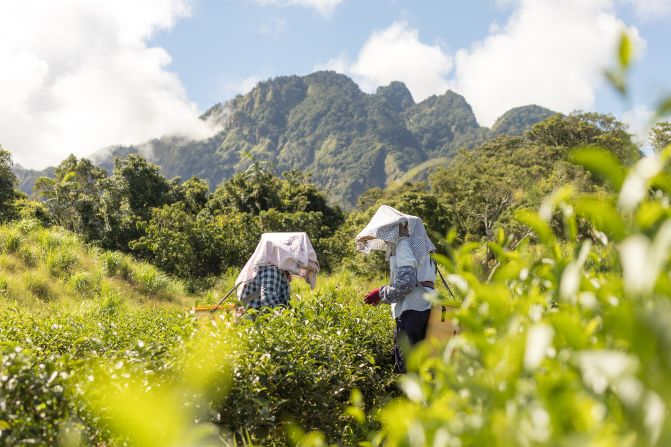 <strong>Honey-fragrance tea: </strong>Taiwan's mixiang tea, or honey-fragrance tea, has a naturally sweet flavor that's starting to gain international attention.