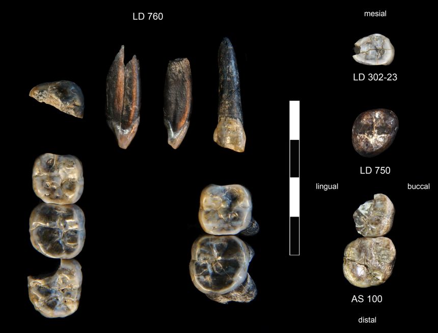 The teeth marked LD 750 and LD 760 represent an unknown species of Australopithecus, while LD 302-23 and AS 100 came from an early Homo species.