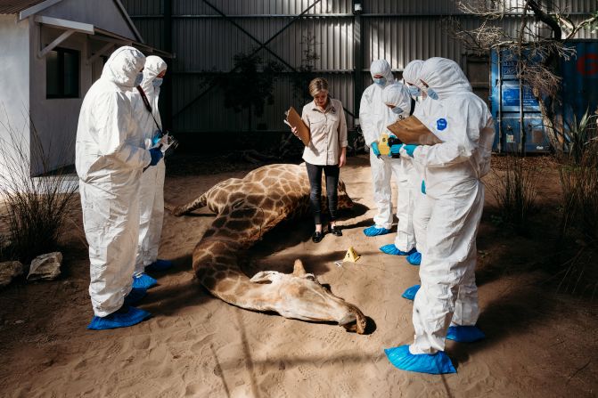 The students, dressed in hazmat suits, learn how to assess the crime scene and the preserved animals. Afterwards, they can chemically analyze the evidence at an on-site laboratory.