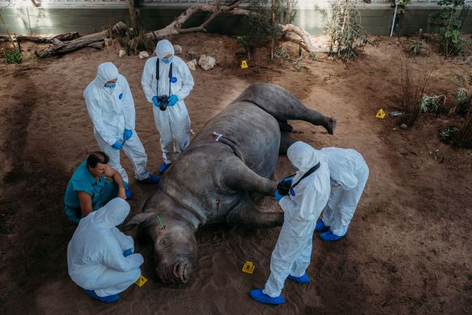 Across the world, wildlife crimes are on the rise and are a major threat to the planet’s biodiversity. In South Africa, rhinos are a prime target, with <a  target="_blank">almost 500</a> poached there last year. Pictured: a stuffed rhino being analyzed by students.