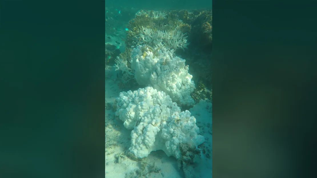 Coral Acropora blanqueado en el arrecife de One Tree Island, en abril de 2024.