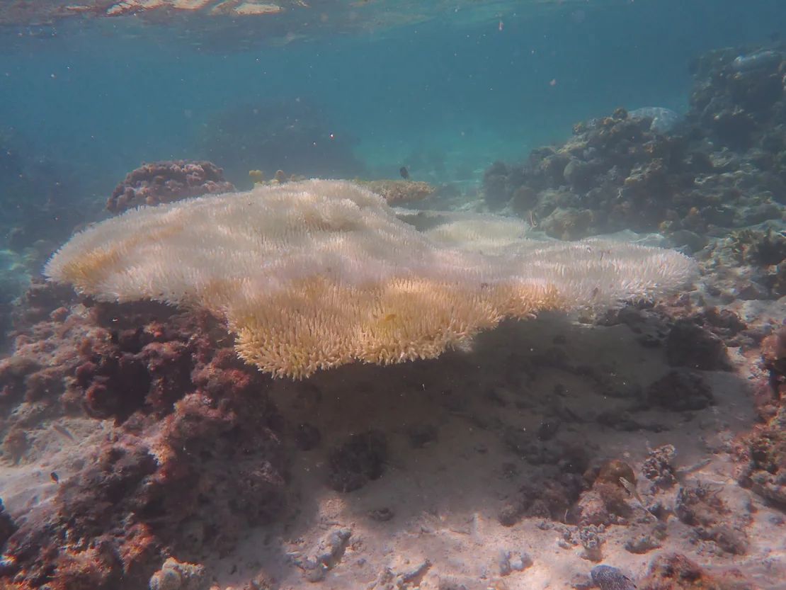 Coral de mesa Acropora blanqueado en el arrecife de One Tree Island en abril de 2024