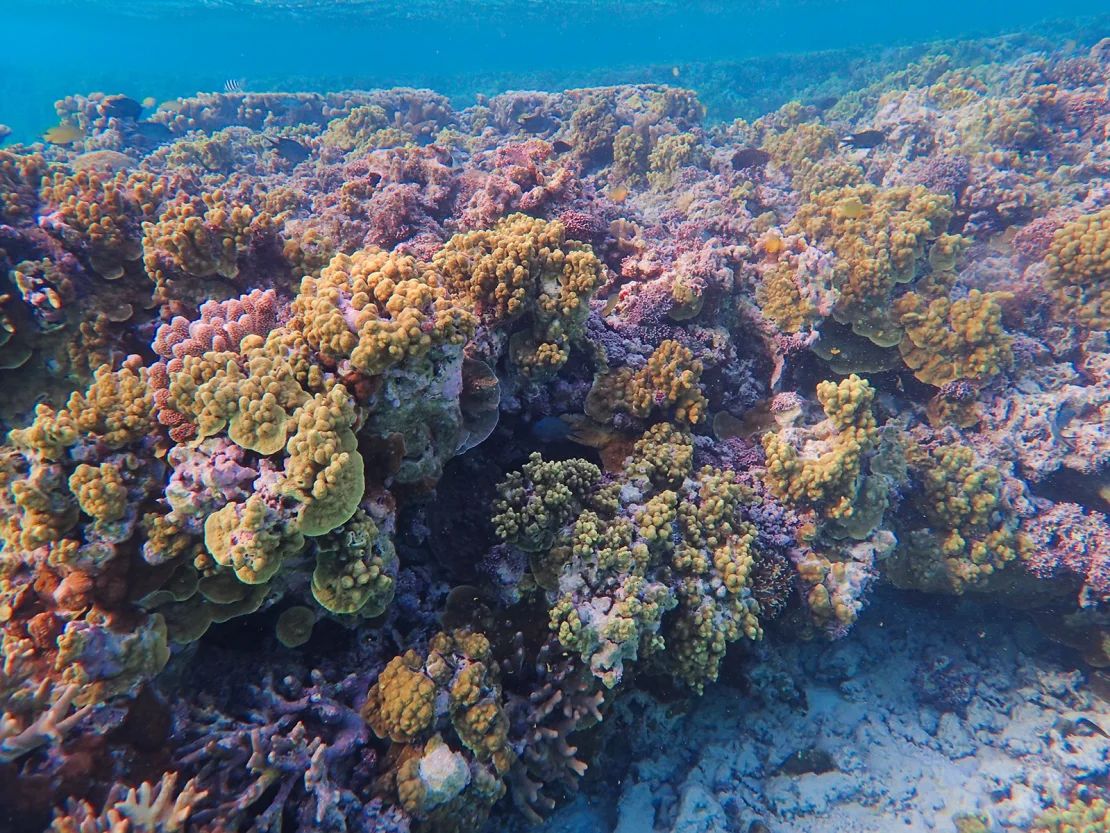 Coral de One Tree Island antes del blanqueamiento, en abril de 2022.