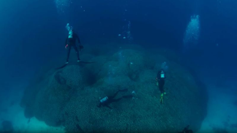 Descubren el coral más grande del mundo en el océano Pacífico