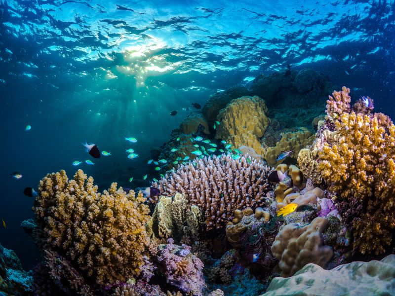 Umluj has beautiful coral reefs and clear waters.