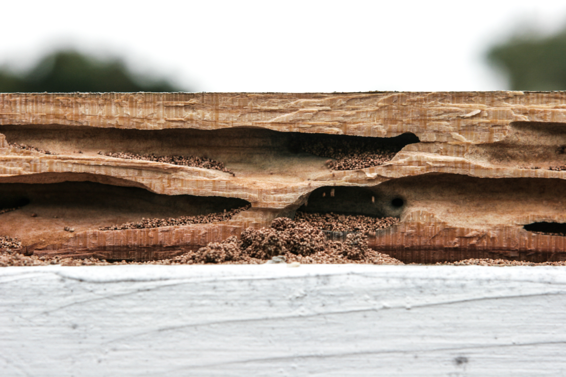 Termite damage and termite frass