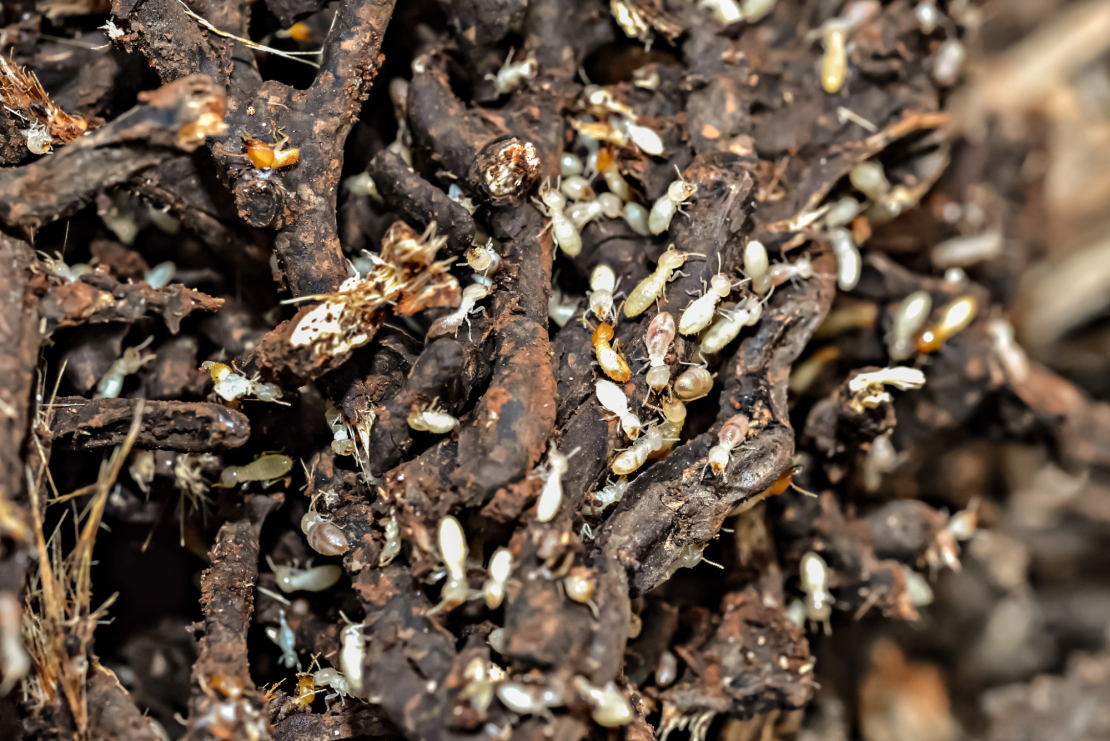 A colony of subterranean termites