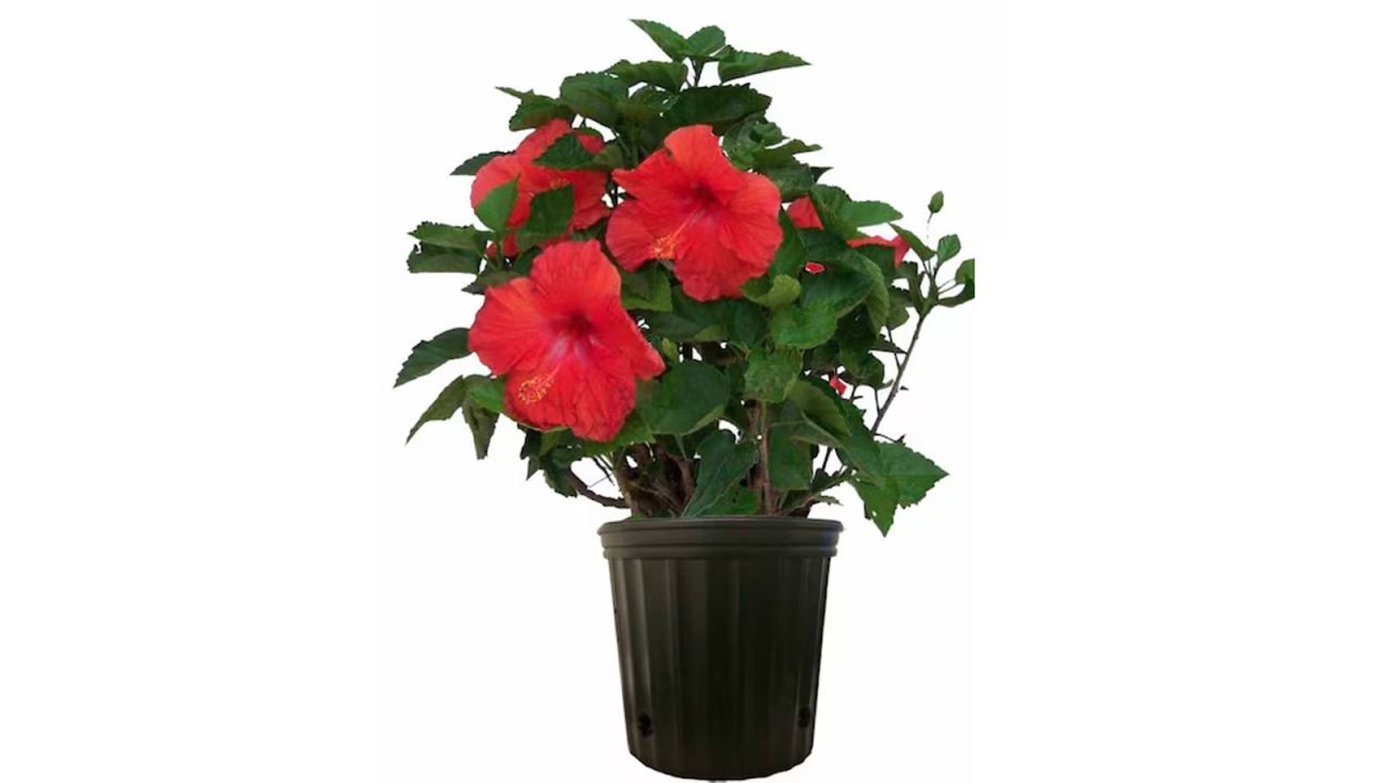 Costa Farms Red Hibiscus Grower's Choice Color Flowering Shrub in 1-Gallon Pot .jpg