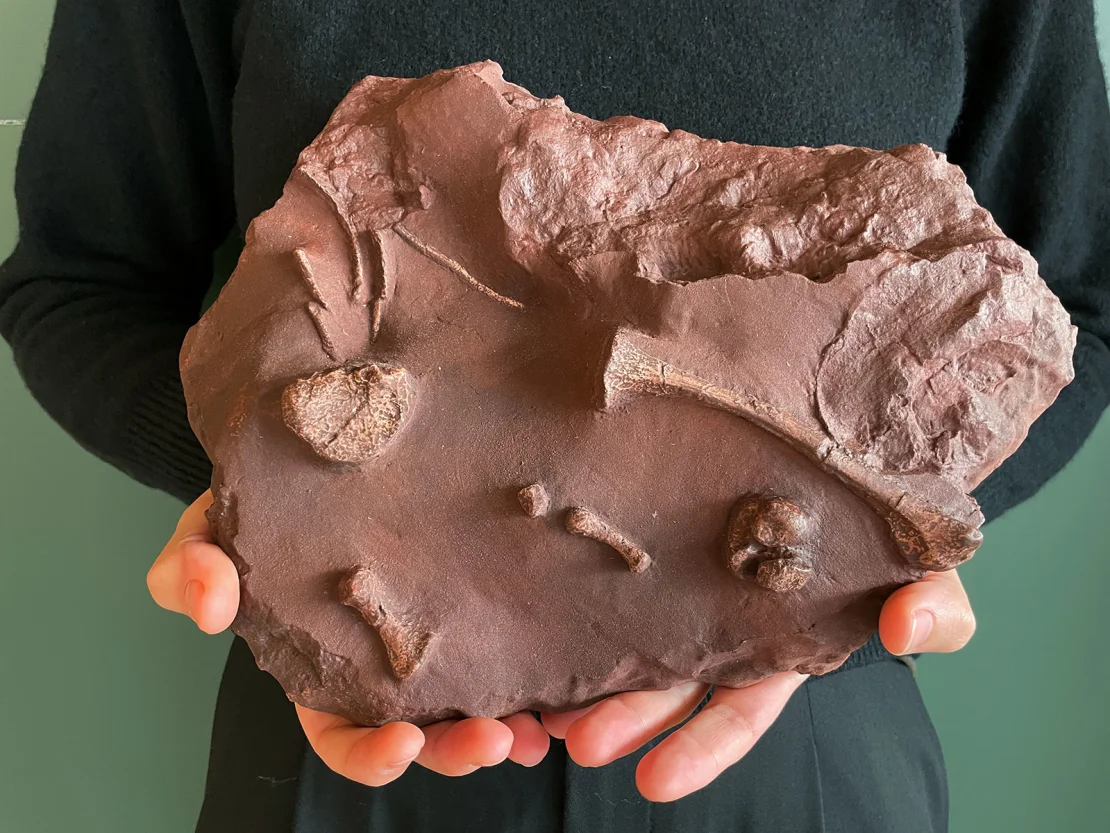 A cast of the gorgonopsian's ribs (upper left), leg (right) and foot bones is seen. Anna Solé/Institut Català de Paleontologia Miquel Crusafont