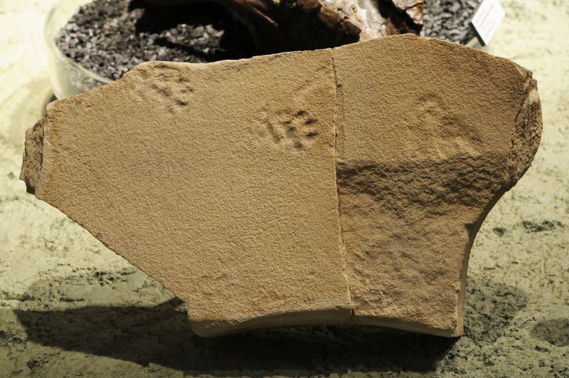 Fossil footprints describe a day in the life of a 50 million-year