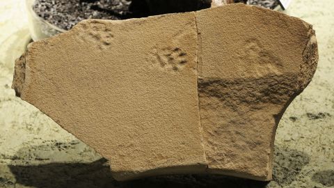 Cat-like footprints from the John Day Formation of Oregon.