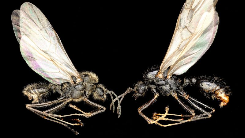 Ant queen gives birth to two different species