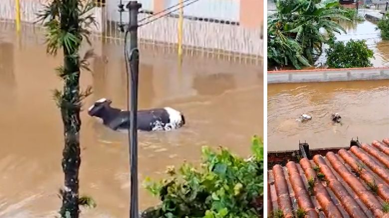 Residents in Angra dos Reis recorded the moment where livestock were caught in the floodwaters that have swallowed entire neighborhoods in Brazil.