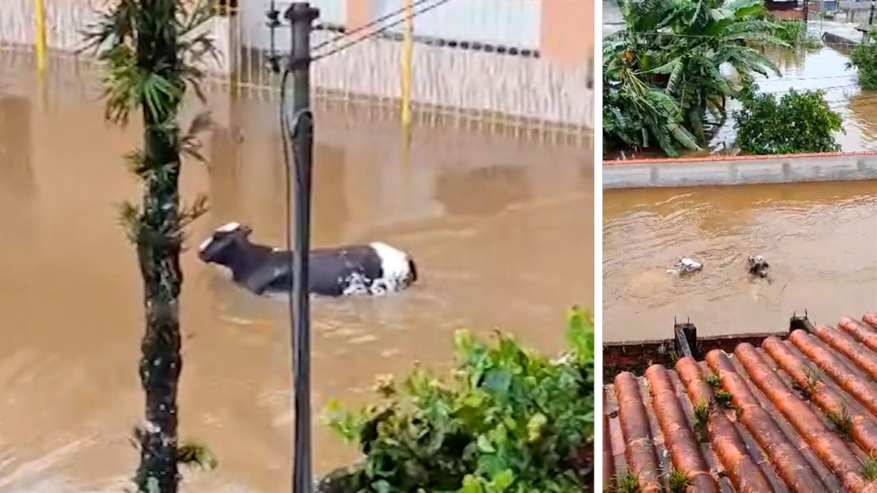 Residents in Angra dos Reis recorded the moment where livestock were caught in the floodwaters that have swallowed entire neighborhoods in Brazil.