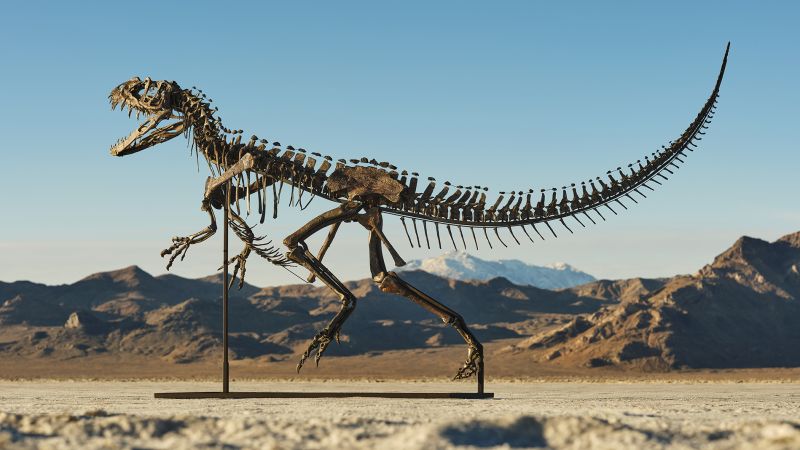 Rare ceratosaur fossil sells for .5 million