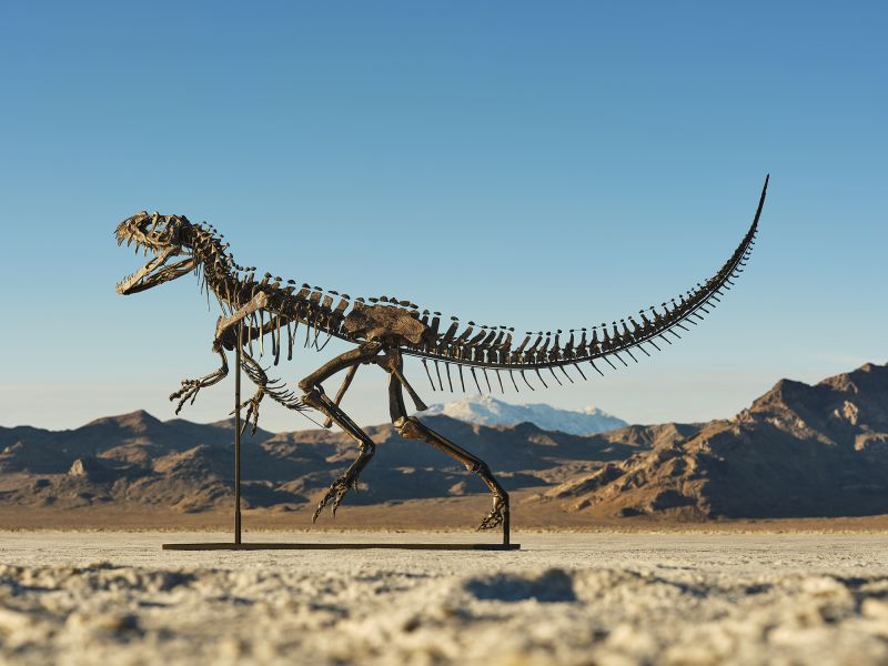 Rare Ceratosaurus Fossil Sells for $30.5 Million at New York Auction