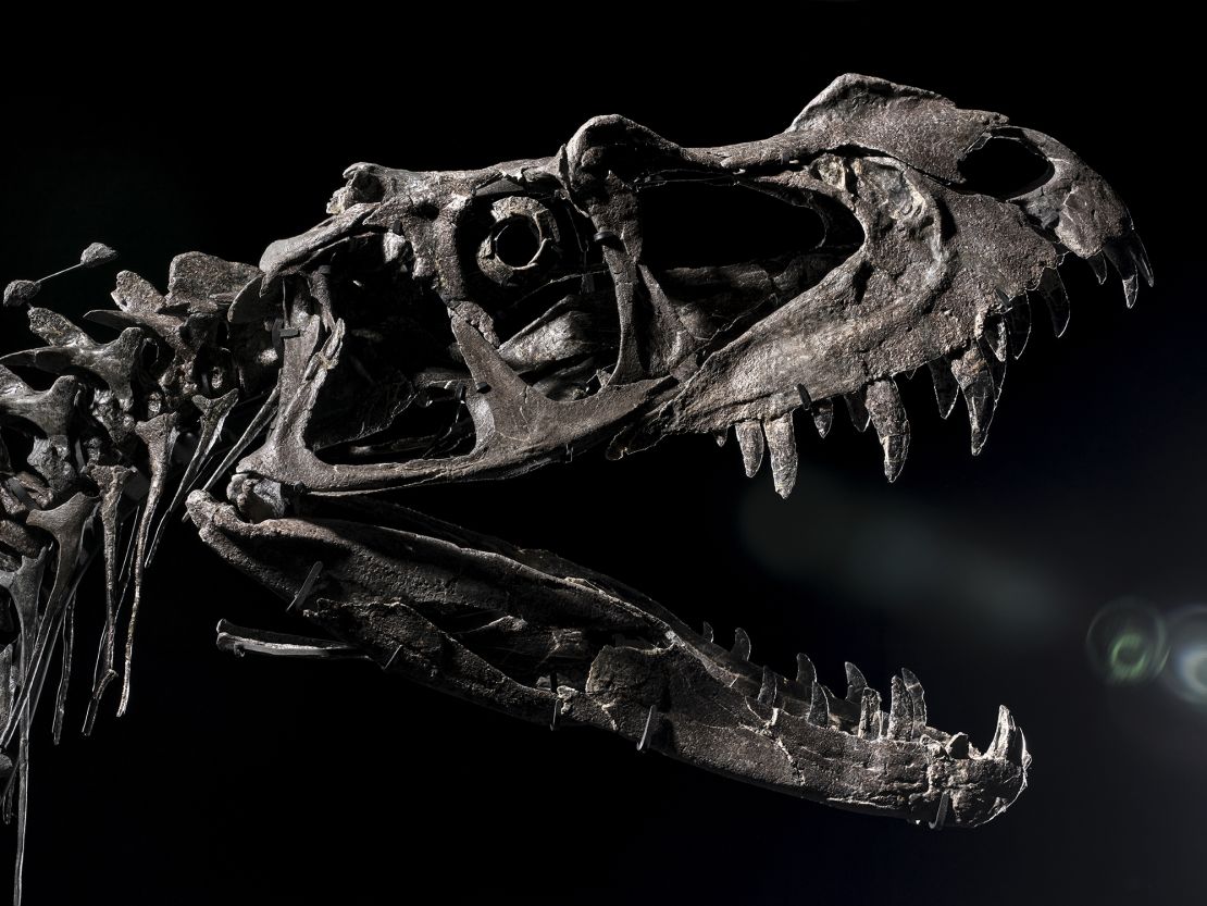 A close view of the head of the fossil