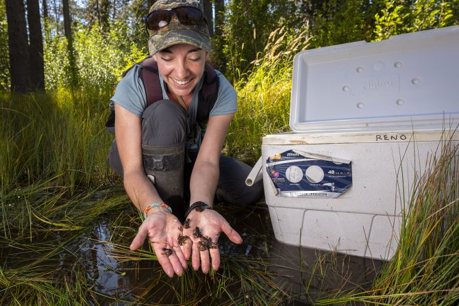 Kate Belleville from the California Department of Fish and Wildlife holds tiny froglets in the state's Lassen National Forest.