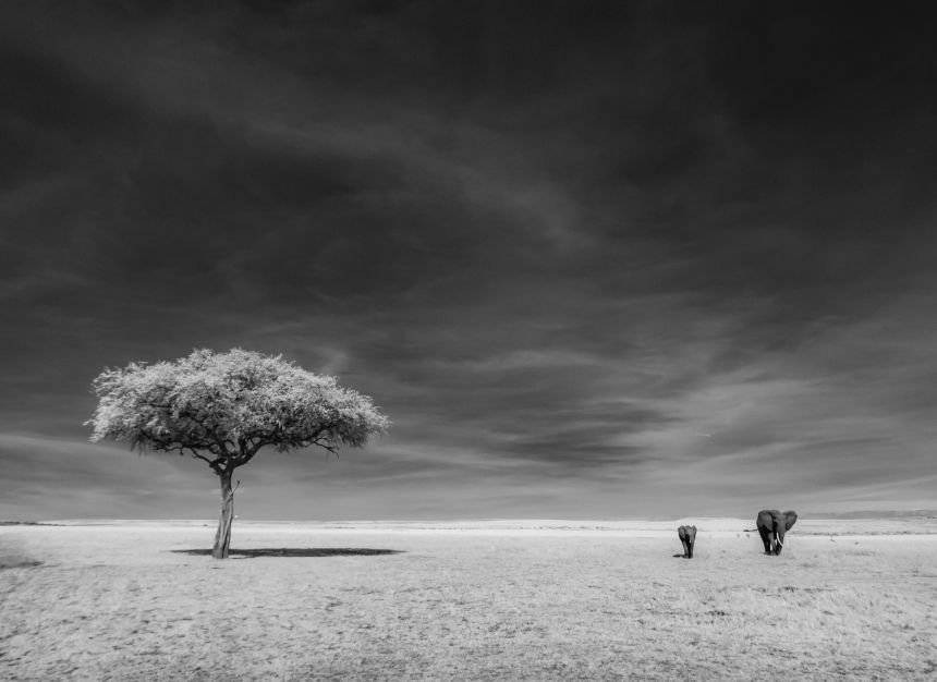 Elephants in the grasslands of Serengeti, Tanzania. Compion said the giant mammals primarily forage for acacia saplings, which contribute to the vast landscape.
