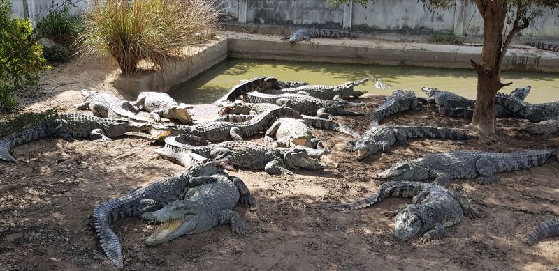 Thai Farmer Forced to Kill More Than 100 Endangered Crocodiles