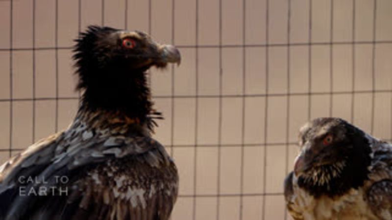 Bearded vulture on the brink: Conservationists in South Africa and Lesotho race to save this raptor