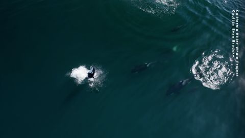 CTE BIGGS ORCAS pics.00_03_52_05.Still008.jpg