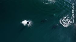 CTE BIGGS ORCAS pics.00_03_52_05.Still008.jpg